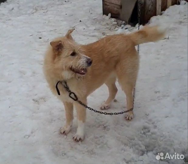 Собака, молодой кобель, Родион, крупный