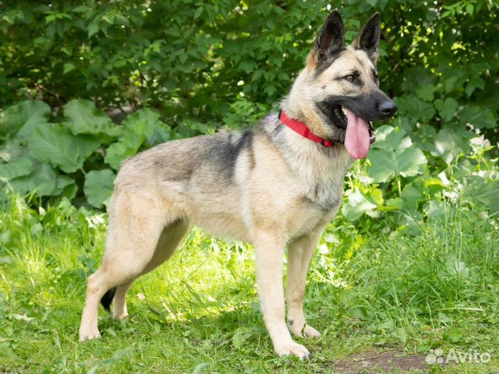 Метис восточноевропейской овчарки в добрые руки