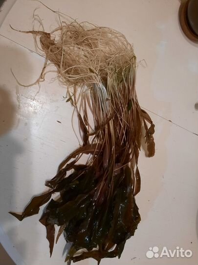 Прополка аквариума