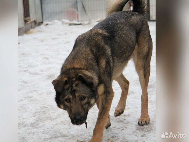 Собака пёс из приюта