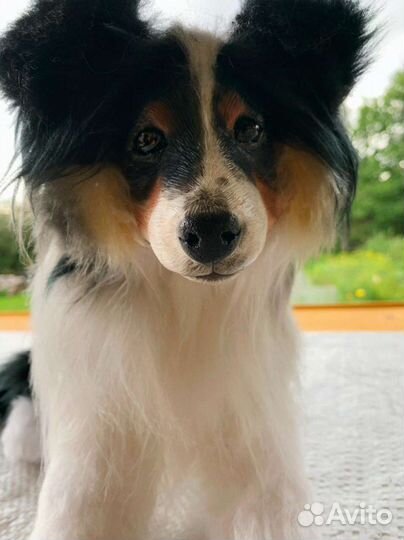 Игрушка собака подарок