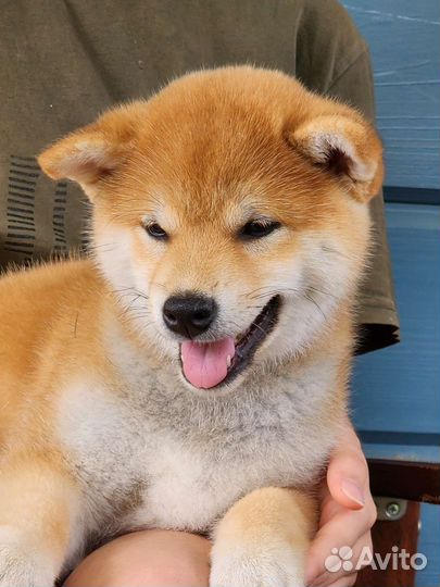 Щенки сиба ину