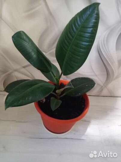 Комнатные цветы