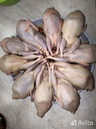 Перепелиное мясо