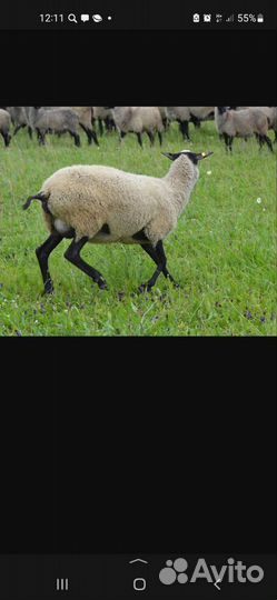 Овцы