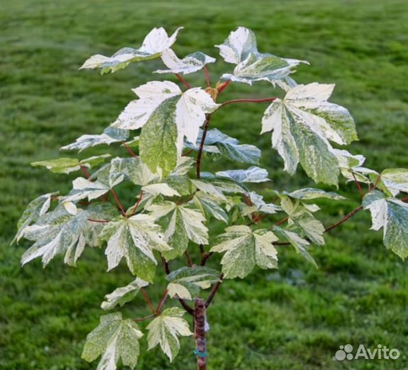 Саймон Льюис Фререс