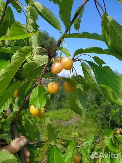 Саженцы черешни с закрытой корневой системой