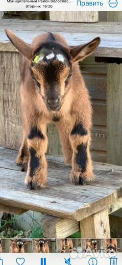 Камеруно - нигерийские козлята