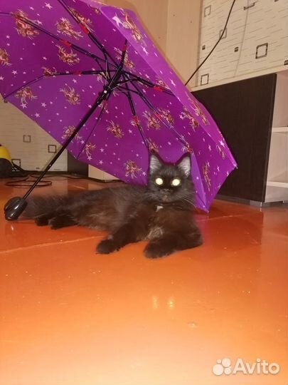Кошка для вязки