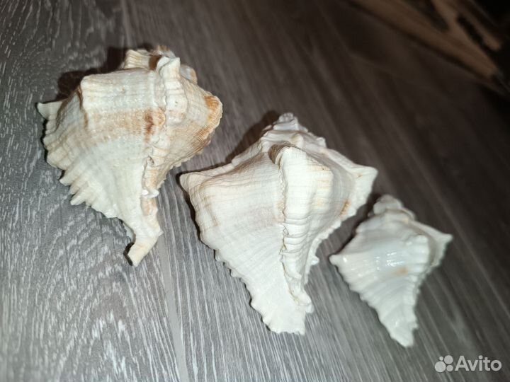 Морские ракушки рапанов