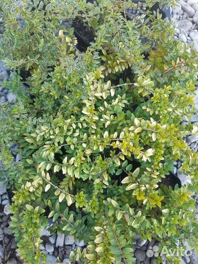 Жимолость/серисса/самшит