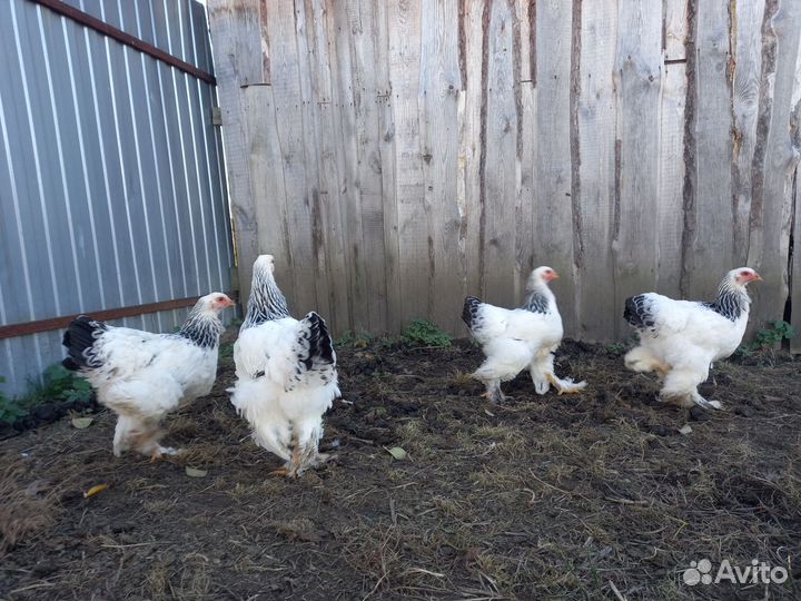 Брама светлая колумбийская