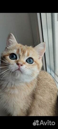 Золотая шиншилла мальчик