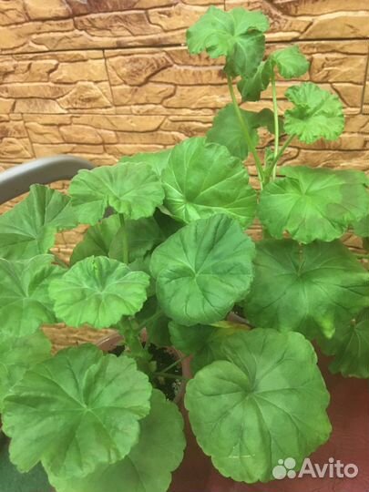 Пеларгония сортовая (герань)