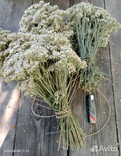 Тысячелистник