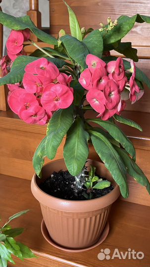 Малачай Миля