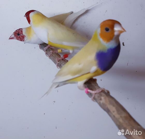 Амадины гульда