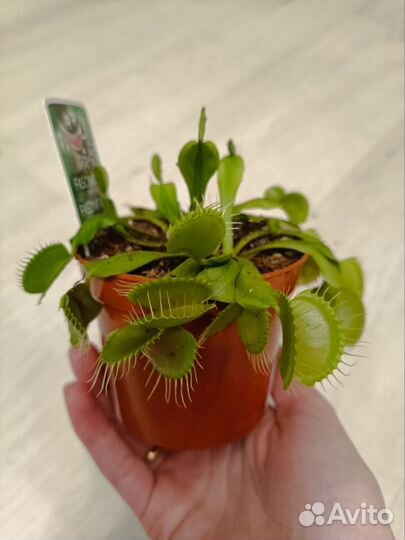 Венерина Мухоловка хищное растение