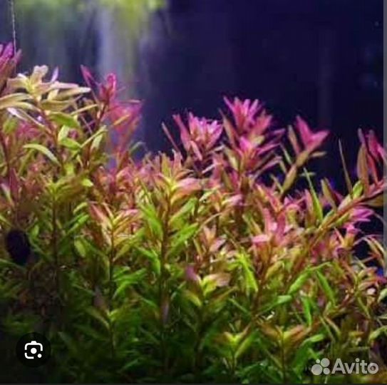 Аквариумные растения прополка