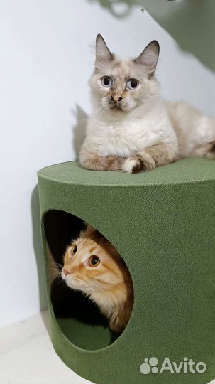 Настенные домики с когтеточками для кошек