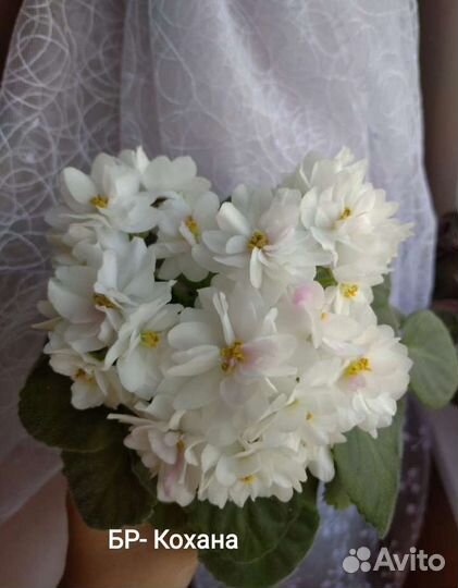 Сортовые фиалки мини, полумини сорта