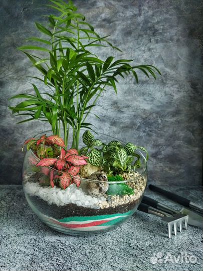 Флорариум с хамедореей и фиттониями