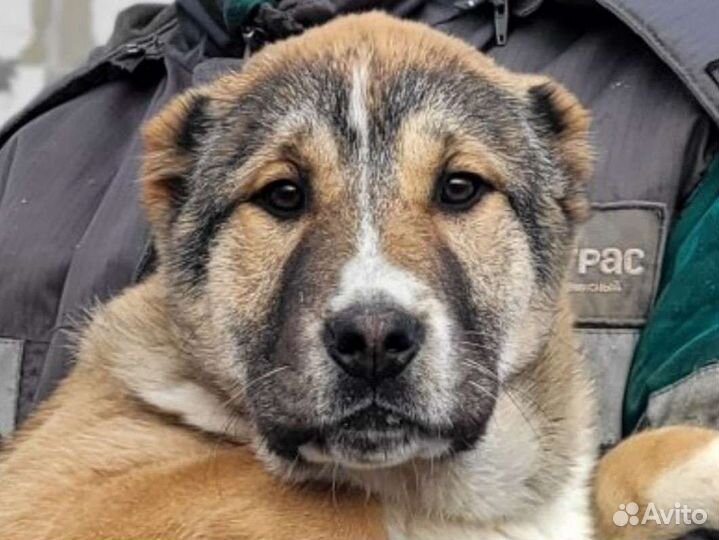 Привозные крови с Казахстана. Алабай. щенки