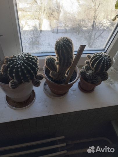 Кактусы, алоэ, сакуленты