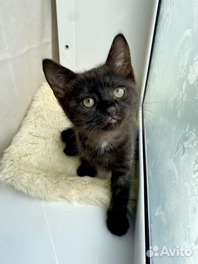 Котенок в дар. Тигровая девочка. Метис британский