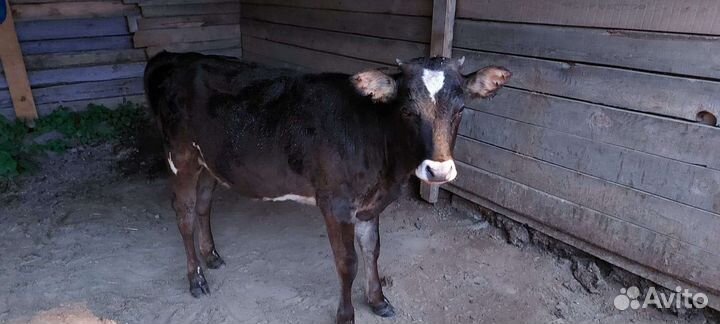 Корова, тёлочки