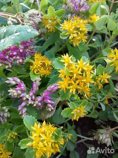 Очитки жёлтый и розовый