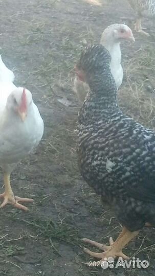 Цыплята микс