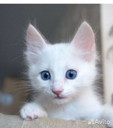 Белоснежные котята в добрые руки