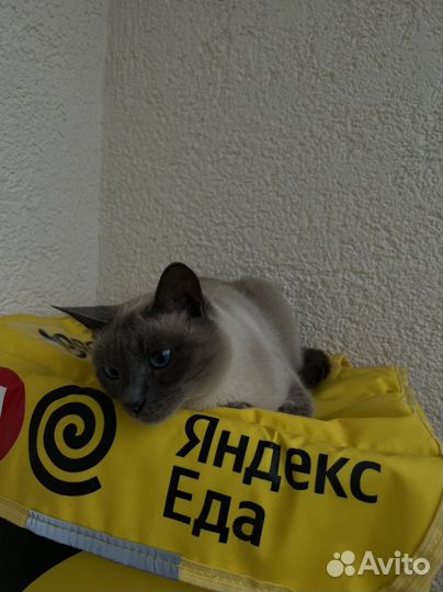 Кошка в дар бесплатно