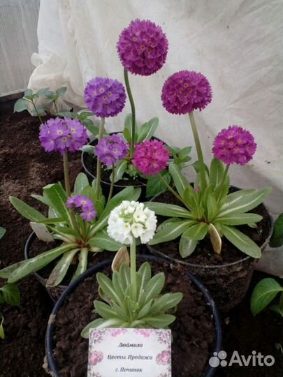 Примулы. Армерии. Многолетние цветы