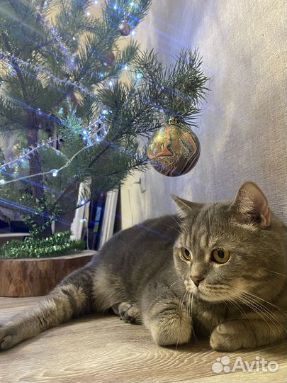 Котик в добрые руки
