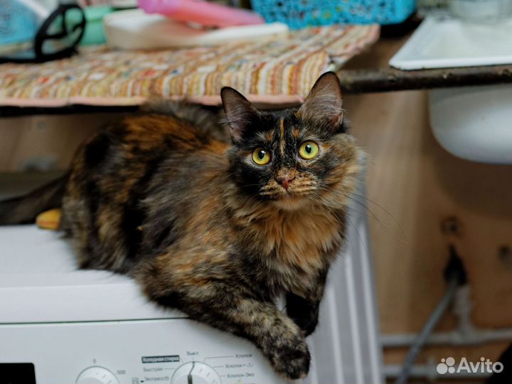 Марта в добрые руки