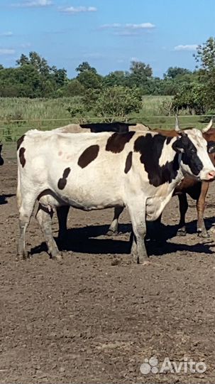 Телки голштины