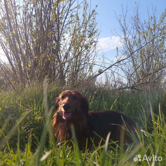 Длинношерстная такса вязка, мальчик. зовут Чейз