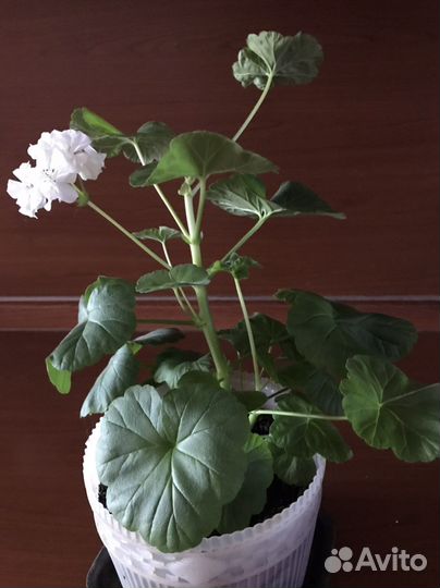 Пеларгония герань