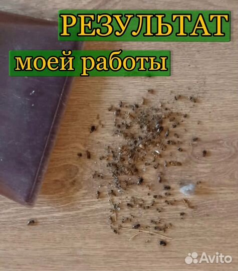 Уничтожение клопов, тараканов, блох, клещей