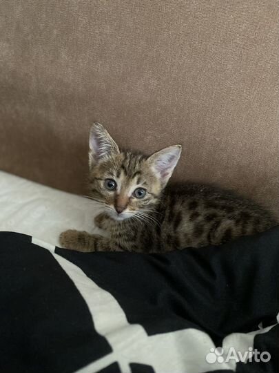 Котик в добрые руки бесплатно