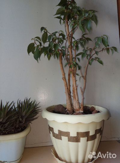 Цветок комнаты