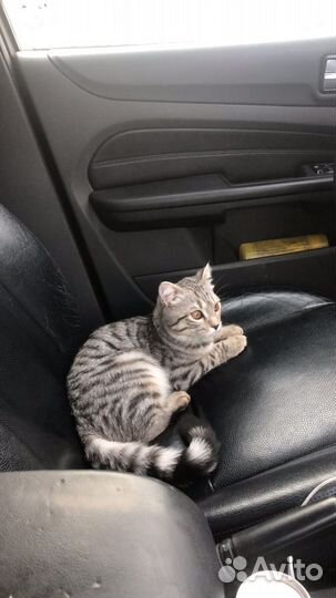Отдам кошку