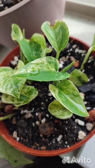 Сциндапсус, Сингониум, Сансевиэрия сортовая