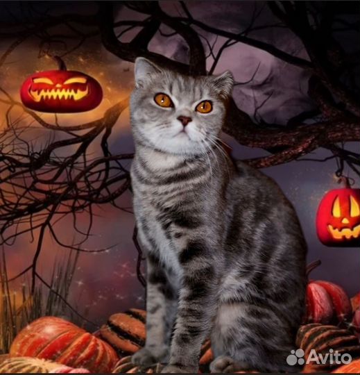 Кошка в дар