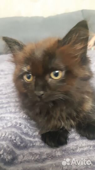 Отдам котёнка-кошечку
