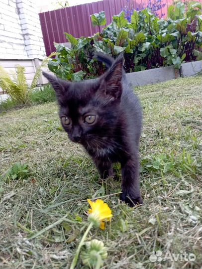 Киска в добрые ручки