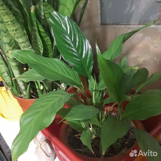 Цветы комнатные