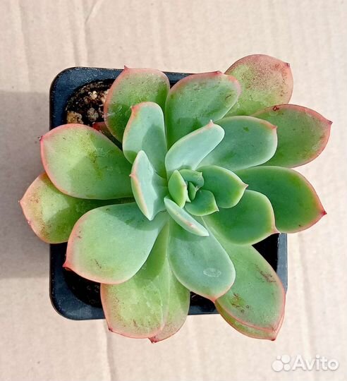 Суккуленты 1